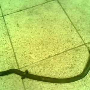 Árcsökkenés PEUGEOT 806 Szervócső bontott alkatrész